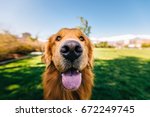 A sweet happy golden retriever with a big nose