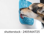 Small photo of cute dog using lick mat attached to the fridge for eating food slowly. snack mat, licking mat for cats and dogs