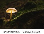 Glowing Mushroom In The Woods 