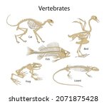 Vertebrates Are Animals With...