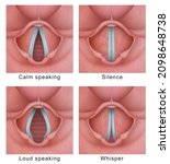 Vocal Cord  Vocal Folds ...