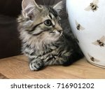 Tabby Kitten    Cat   Sitting...