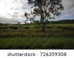 Cows Graze Around A Tree In A...