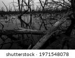 Small photo of Dead tree in degraded mangrove forest. Environmental crisis from climate change, pollution, sedimentation. Degradation and destruction of mangrove forest. Coastal crisis. Dark background for death.