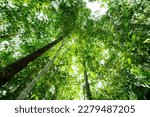 Bottom view of tree trunk to green leaves of trees in tropical forest. Tree forest for sale carbon credit. Carbon dioxide reduction. World environment day background. World natural source of oxygen.