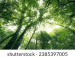 Looking up view of tree trunk to green leaves of tree in forest with sun light. Fresh environment in green woods. Forest tree on sunny day. Natural carbon capture. Sustainable conservation and ecology