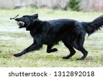 Small photo of Summer portrait of black groenendael dog with green background. Working agility belgian shepherd groenendael running with soft training apportion. Beautiful young and happy dog breed shepherd groenend