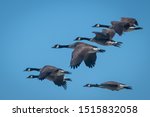 Closeup Of Geese Flying In...
