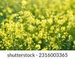 Background of yellow rapeseed or canola flowers. Canola field, blooming canola flowers. Bright yellow rapeseed oil. blooming rapeseed