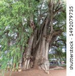 Small photo of El Arbol del Tule is a tree in the town center of Santa Maria del Tule in the Mexican state of Oaxaca. It is a Montezuma cypress, or ahuehuete and it has the stoutest trunk of any tree in the world
