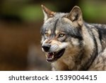Portrait Of A Grey Wolf Angry...
