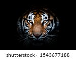 portrait of a tiger with a