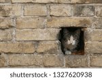 Small photo of houseless Cat looking in camera from whore in the brick wall