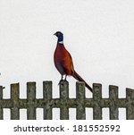 Male Pheasant Standing On Stone ...