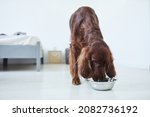Small photo of Full length portrait of Irish Setter dog eating dog food from metal bowl in home interior, copy space