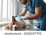 Small photo of Cute fluffy purebred welsh pembroke corgi dog lying on table during medical check up while vet doctor bending over animal