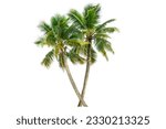 Small photo of Coconut palm tree isolated on white background.