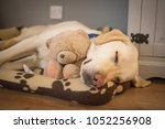 Labrador Asleep With His Teddy
