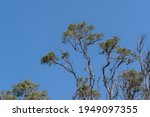 Australian Gum Trees Against A...