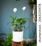 Spathiphyllum  Peace Lily ...