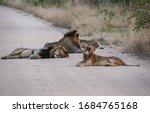 Lion pride is walking and sleeping in the middle of of the road in National Park Kruger, South Africa.