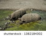 Pigs lie in the mud. Hogs wallow in the mud. Swine stay in the mud. Hungarian pigs take a bath in a puddle. Wallowing Hungarian hogs. Hogs in the mud