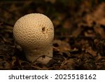 Common Puffball Mushroom Close...