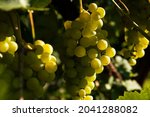 Muscat Grapes On The Vine In...