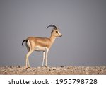 Arabian Sand Gazelle In Natural ...