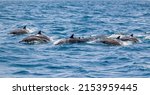 Small photo of A pod of Dolphins off the coast of Muscat in Oman