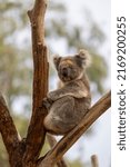 Small photo of Koala sitting in a tree at the Cleland Conservation Park near Adelaide in South Australia