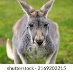 Small photo of Close up of large grey Kangaroo in Cleland Conservation Park near Adelaide, South Australia