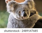 Currumbin, June 29, 2024. Close up view of a Koala face and eyes seen with zoomkeeper