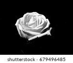 White rose flower on black background, taken from the 9/11 Memorial in NYC, USA