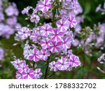 Small photo of Closeup of pretty pink striped phlox flowers, variety Phlox maculata Natascha, in a garden
