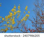 The golden flower of the forsythia plant