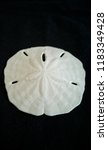 Small photo of Sand Dollar shell isolated on black background.