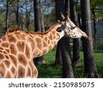 Cute Funny Giraffe Eating Grass