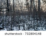 Small photo of Branches mingle-mangle. Abstract winter forest landscape.