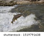 A Chinook Salmon Jumps Up A...