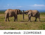 Addo Elephant Park South Africa ...