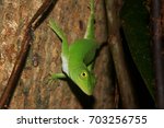 Adult Neotropical Green Anole ...