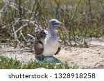 Blue Footed Booby On North...