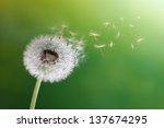 Dandelion seeds in the morning sunlight blowing away across a fresh green background