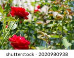 Two Red Roses Under Which A...
