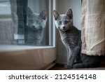 A cute Russian Blue tomcat kitten