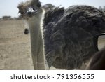 Ostrich In Desert Looking In...