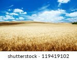 Hills Of Barley In Tuscany ...