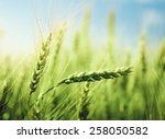 Green Wheat Field And Sunny Day