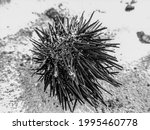 Monochrome View Of A Sea Urchin ...